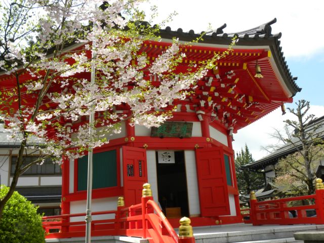 高野山真言宗別格本山普賢院 摩尼殿と桜