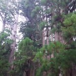 奥之院参道　杉の大木