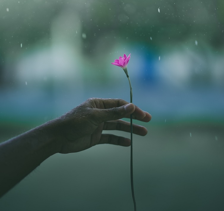 雨と一輪の花